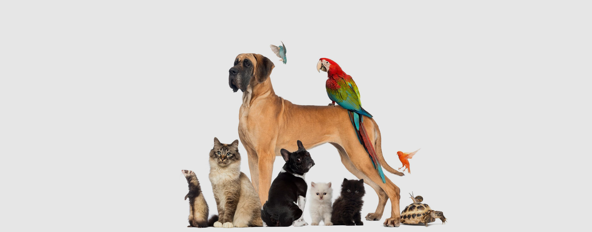 A1 Home Pet Care
